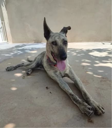 NICO, male puppy Mixed Breed for adoption at Huellas Callejeras