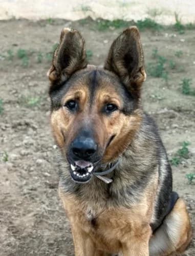 LOBO, male young Mixed Breed for adoption at Huellas Callejeras