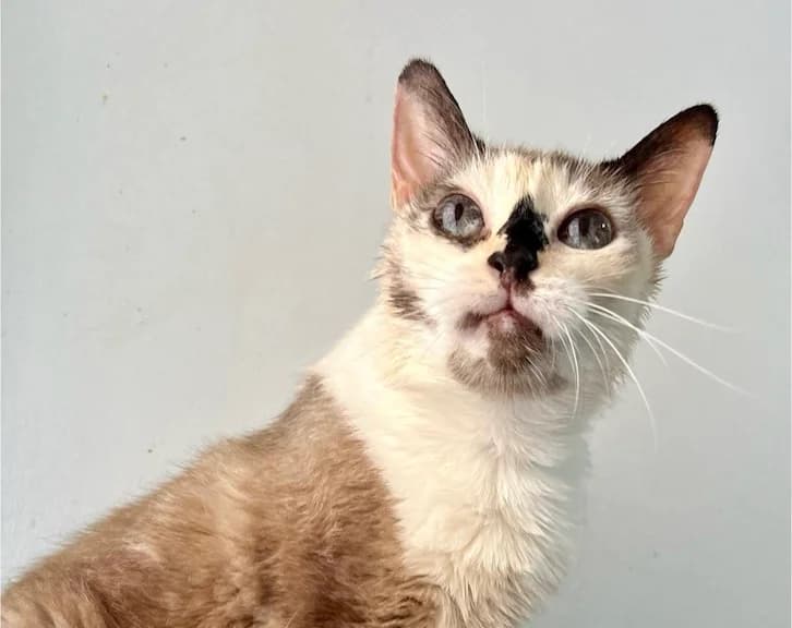 LOURDES, female Mixed Breed for adoption at Huellas Callejeras