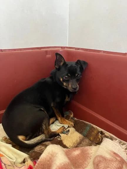 P/26-0008 -Mateo, male Mixed Breed for adoption at Huellas Callejeras