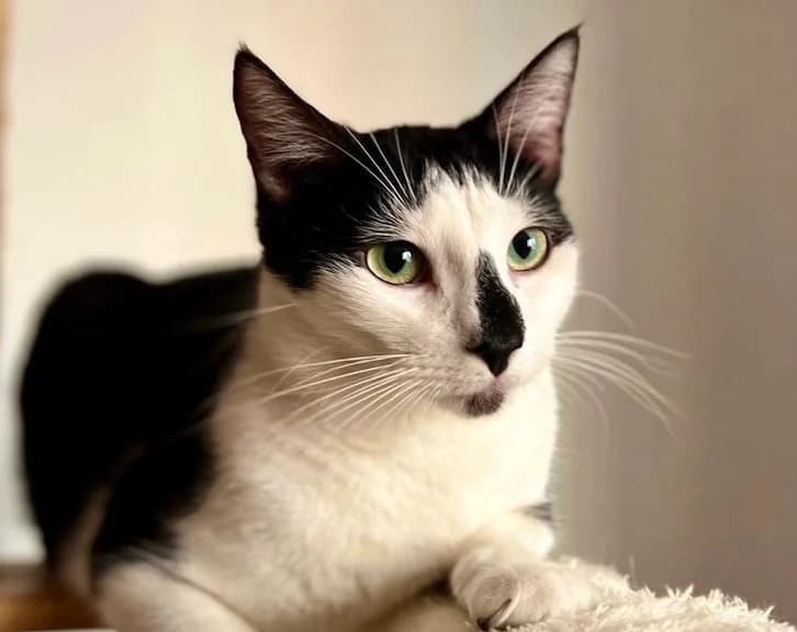 MIKEL, male Mixed Breed for adoption at Huellas Callejeras