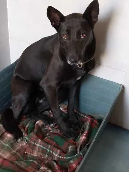 Muby, female Mixed Breed for adoption at Huellas Callejeras