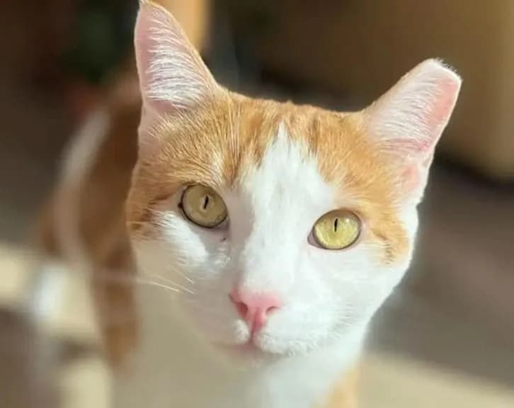 NEWTON, male Mixed Breed for adoption at Huellas Callejeras