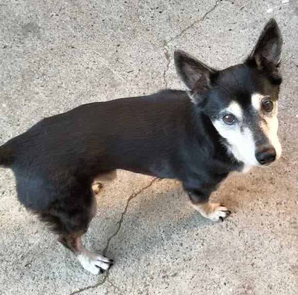 Noe, male Mixed Breed for adoption at Huellas Callejeras