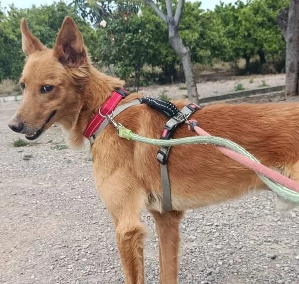 Omer, male Mixed Breed for adoption at Huellas Callejeras