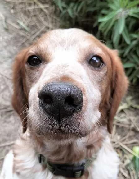 Orion, male 6yo Mixed Breed for adoption at Huellas Callejeras
