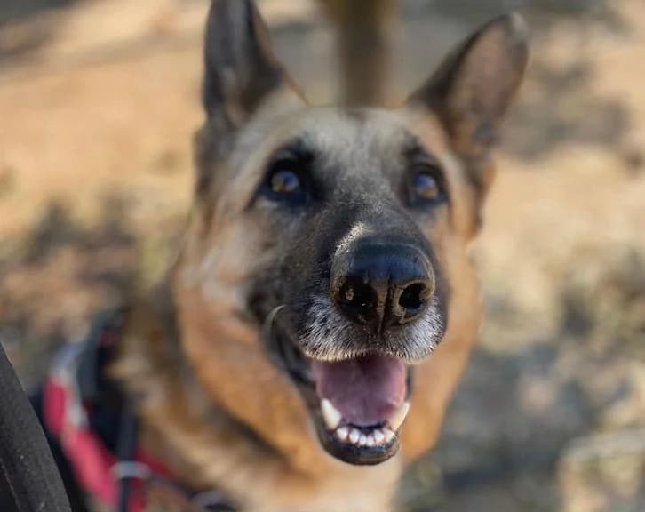 KONAN, male Mixed Breed for adoption at Huellas Callejeras