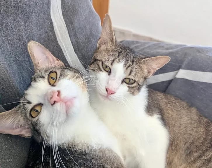 PEDRO y PABLO, male Mixed Breed for adoption at Huellas Callejeras