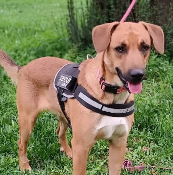 Popeye, male puppy Mixed Breed for adoption at Huellas Callejeras