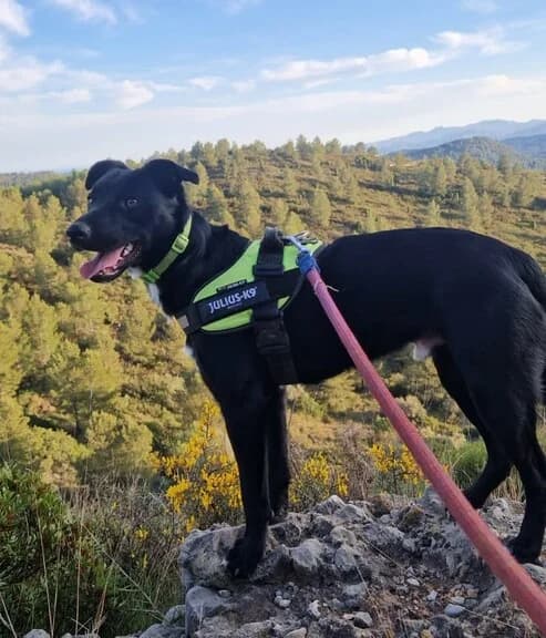 Rayco, male Mixed Breed for adoption at Huellas Callejeras