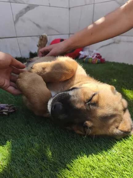 Rio, female Mixed Breed for adoption at Huellas Callejeras