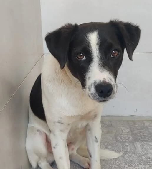 Román, male Mixed Breed for adoption at Huellas Callejeras