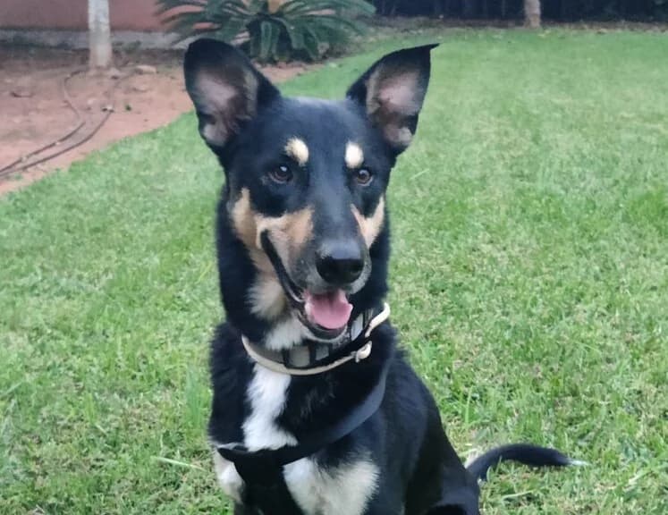 RUDY, male Mixed Breed for adoption at Huellas Callejeras