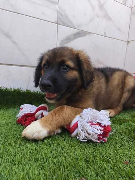 Soja, male puppy Mixed Breed for adoption at Huellas Callejeras