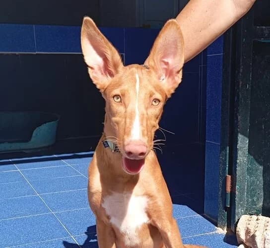 TERRA, male puppy Mixed Breed for adoption at Huellas Callejeras