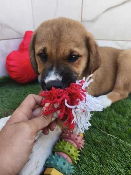 Tofu, male puppy Mixed Breed for adoption at Huellas Callejeras
