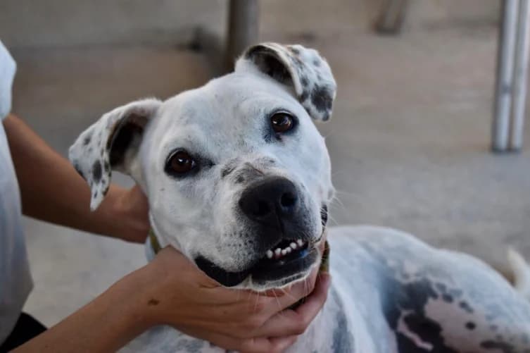 TRINI, female Mixed Breed for adoption at Huellas Callejeras