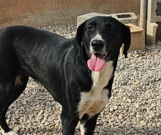 TULIA, female Mixed Breed for adoption at Huellas Callejeras