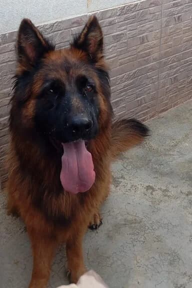 VENUS, female Mixed Breed for adoption at Huellas Callejeras