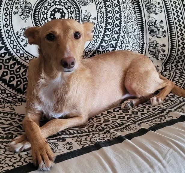Yousi, male puppy Mixed Breed for adoption at Huellas Callejeras
