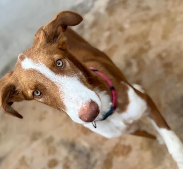 ZABEL, male puppy Mixed Breed for adoption at Huellas Callejeras
