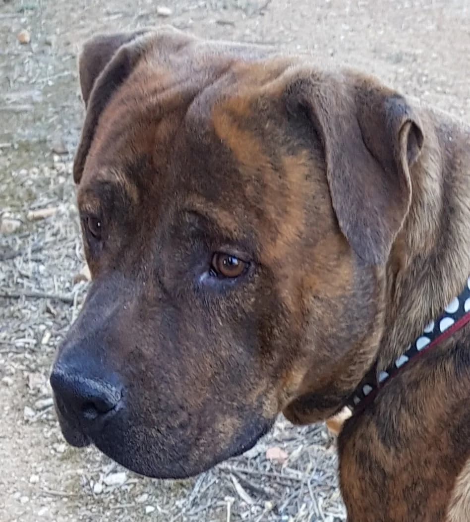 SENADOR, male Mixed Breed for adoption at Huellas Puertollano