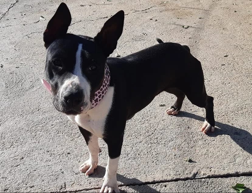 Sara, female 7yo Mixed Breed for adoption at Huellas Puertollano