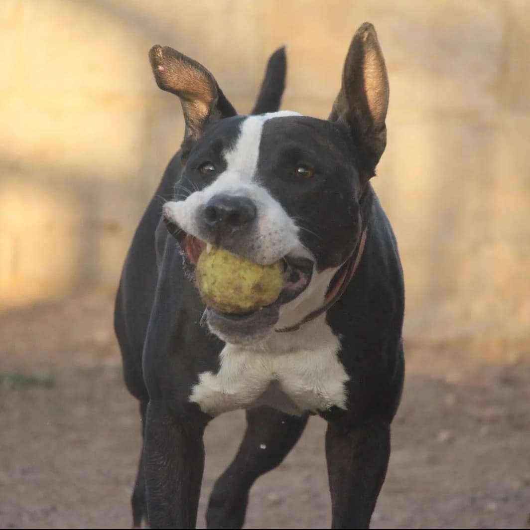 Loren, male senior Mixed Breed for adoption at Huellas Puertollano
