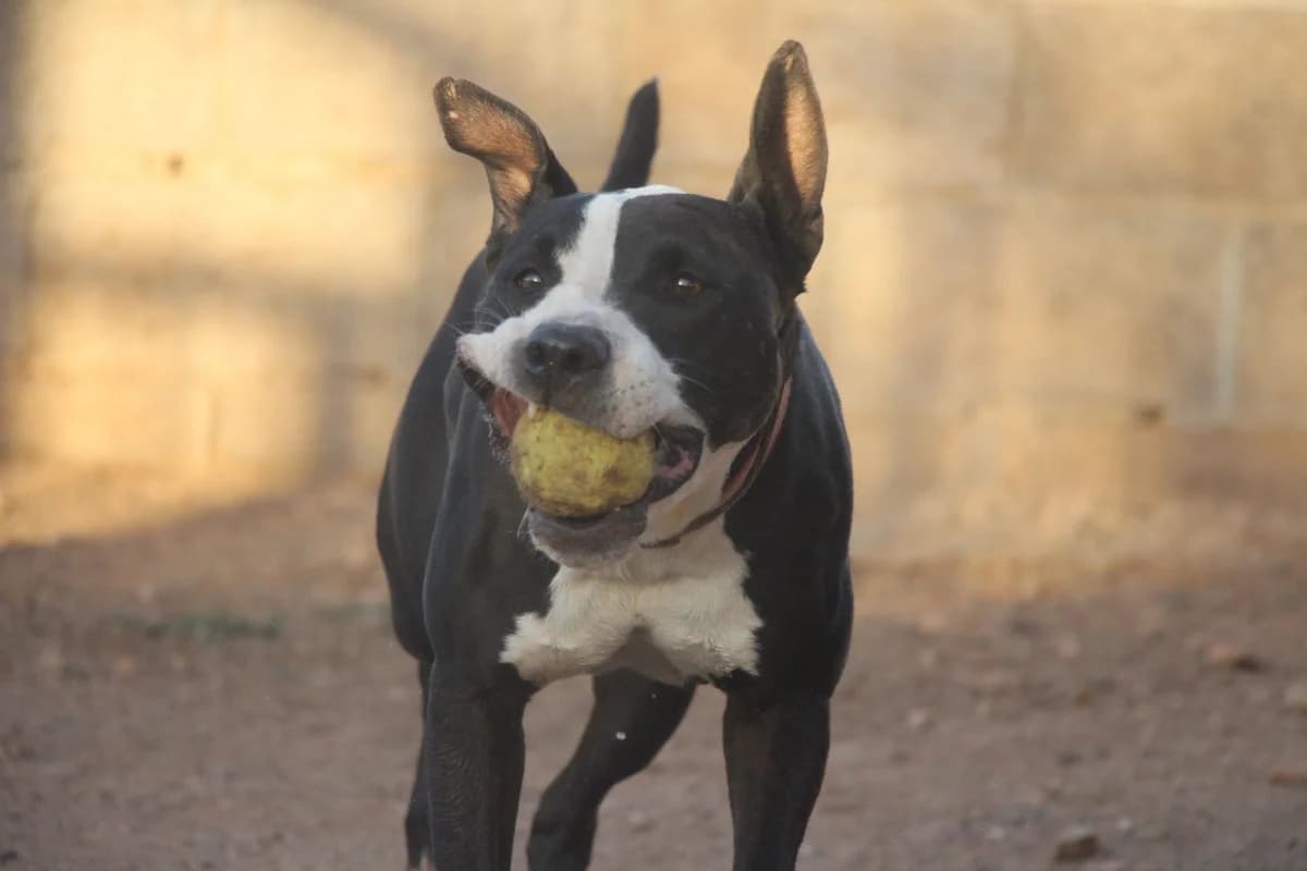 Loren, male senior Mixed Breed for adoption at Huellas Puertollano