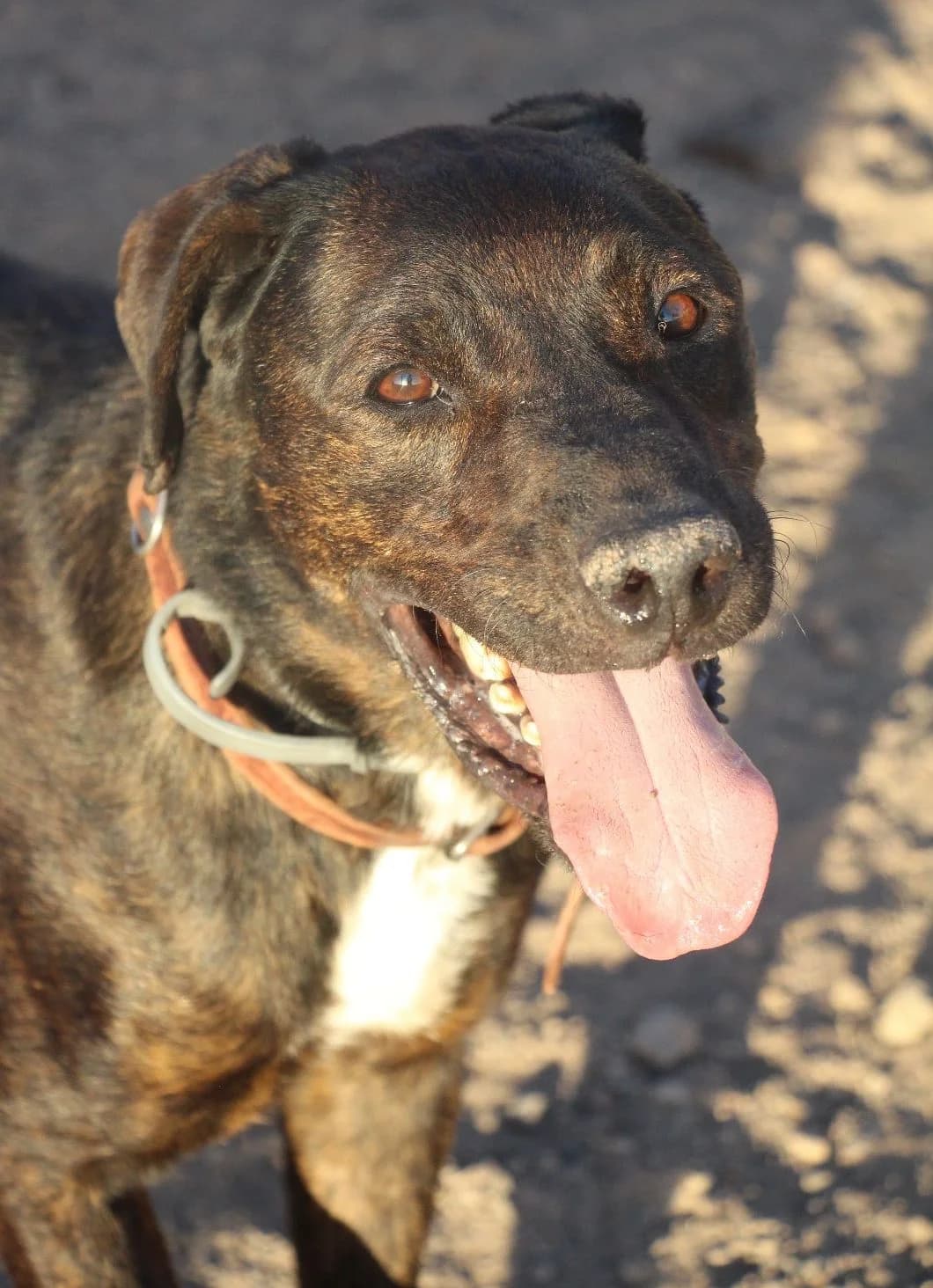 ZEN, male Mixed Breed for adoption at Huellas Puertollano