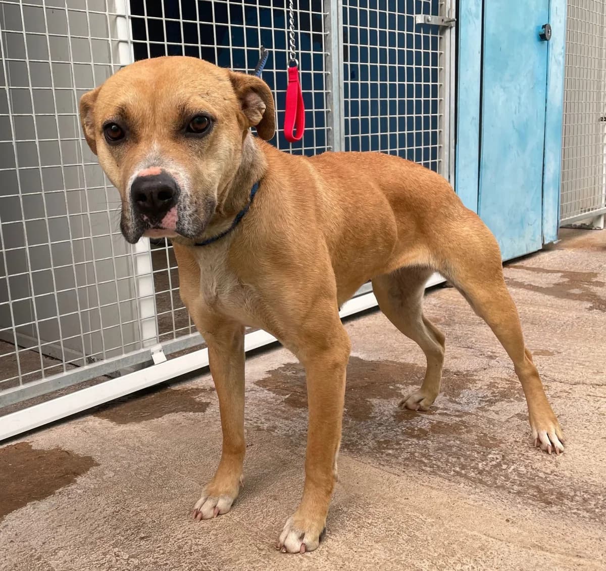 KUMARA, female 6yo Mixed Breed for adoption at Huellas Puertollano