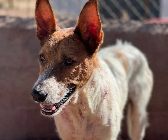 Kinko, male 4yo Mixed Breed for adoption at Huellas Puertollano