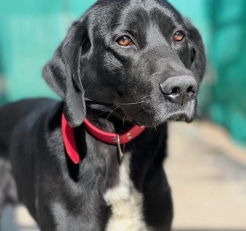 NEO, male 7yo Mixed Breed for adoption at Huellas Puertollano