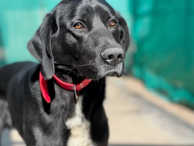 NEO, male 7yo Mixed Breed for adoption at Huellas Puertollano
