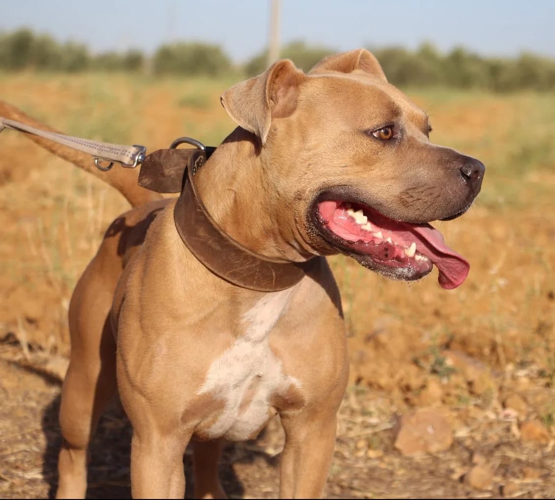 Fernanda, female Mixed Breed for adoption at Huellas Puertollano