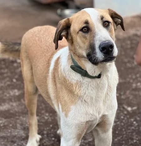 Poderío, male Mixed Breed for adoption at Huellas Puertollano
