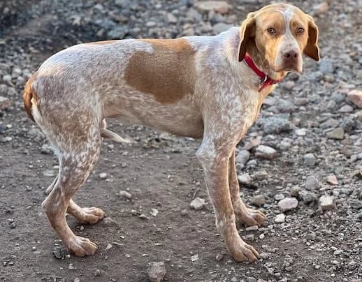 Ayla, female Mixed Breed for adoption at Huellas Puertollano