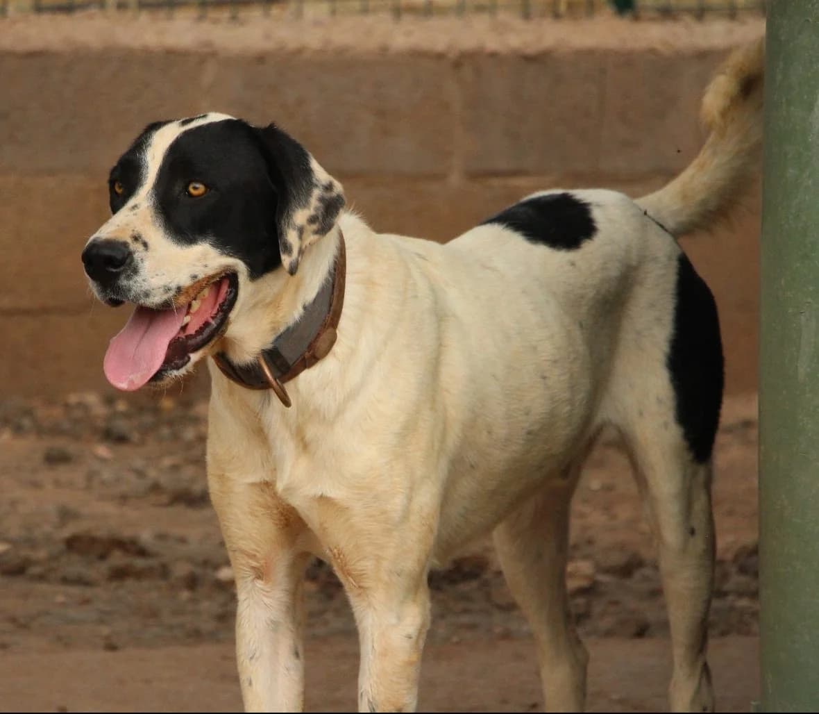 Radiante, male 4yo Mixed Breed for adoption at Huellas Puertollano