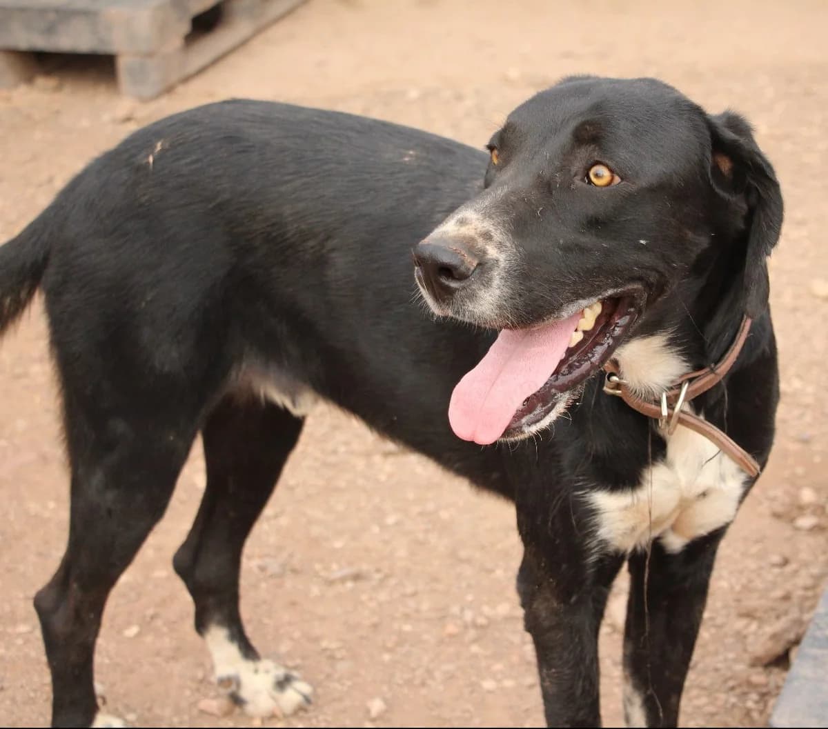 Presumido, male 4yo Mixed Breed for adoption at Huellas Puertollano