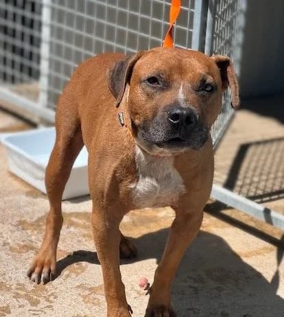 Odín, male 5yo Mixed Breed for adoption at Huellas Puertollano