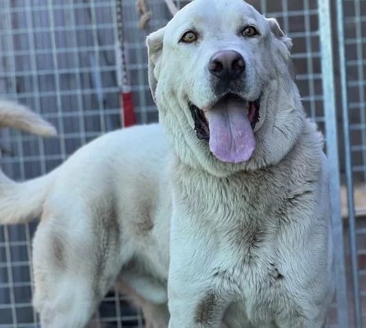Antojo, male Mixed Breed for adoption at Huellas Puertollano