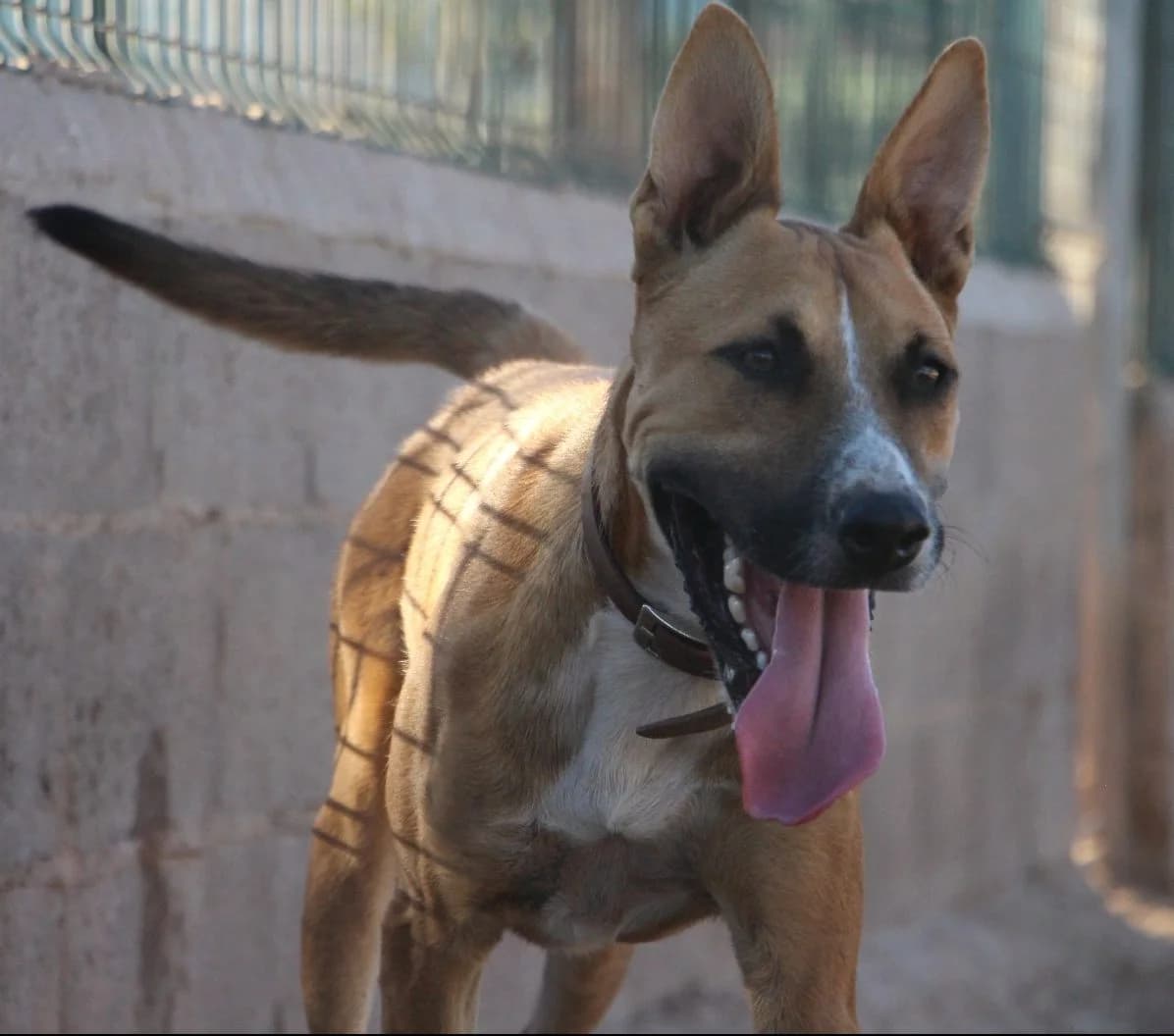 Humo, male 4yo Mixed Breed for adoption at Huellas Puertollano