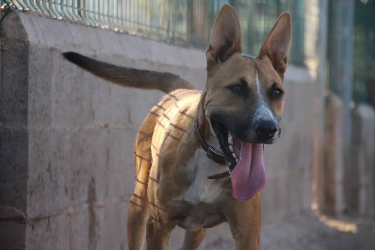 Humo, male 4yo Mixed Breed for adoption at Huellas Puertollano
