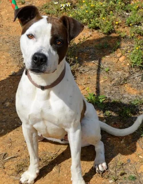 Jacinda, female Mixed Breed for adoption at Huellas Puertollano