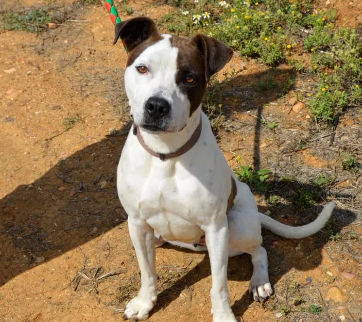 Jacinda, female Mixed Breed for adoption at Huellas Puertollano