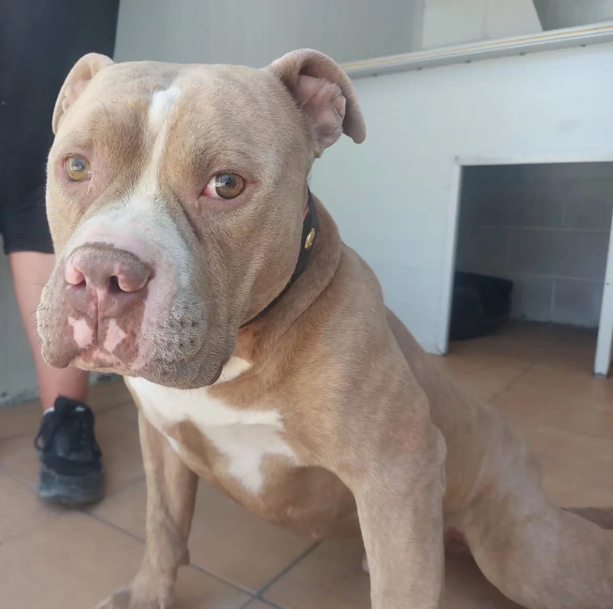 Nicky, male Mixed Breed for adoption at Huellas Puertollano