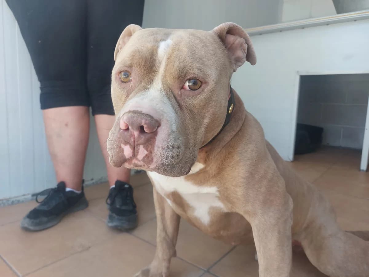Nicky, male Mixed Breed for adoption at Huellas Puertollano