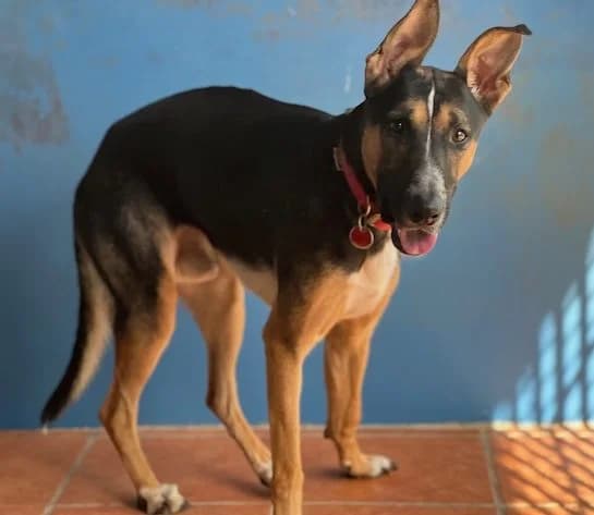 Horus, male Mixed Breed for adoption at Huellas Puertollano