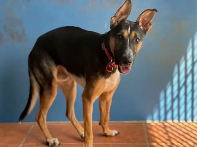 Horus, male young Mixed Breed for adoption at Huellas Puertollano