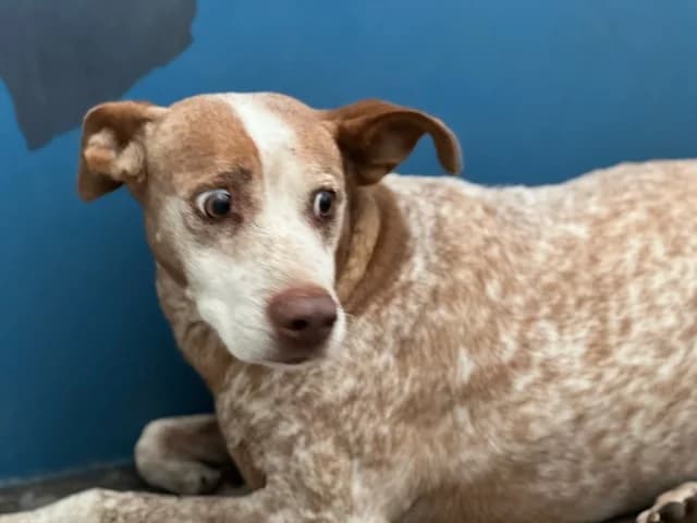Sandro, male Mixed Breed for adoption at Huellas Puertollano